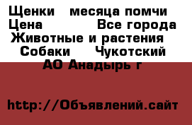 Щенки 4 месяца-помчи › Цена ­ 5 000 - Все города Животные и растения » Собаки   . Чукотский АО,Анадырь г.
